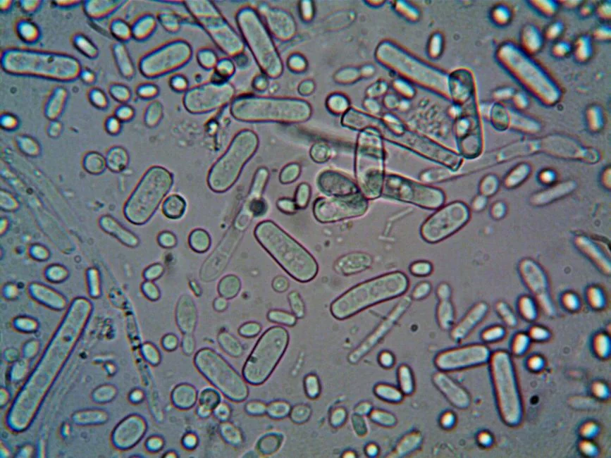 Gut microbiome testing Tokyo: what it reveals abou — What Is the Gut Microbiome — and Why Does It Matter Gut microbiome testing Tokyo: what it reveals abou — What Is the Gut Microbiome — and Why Does It Matter