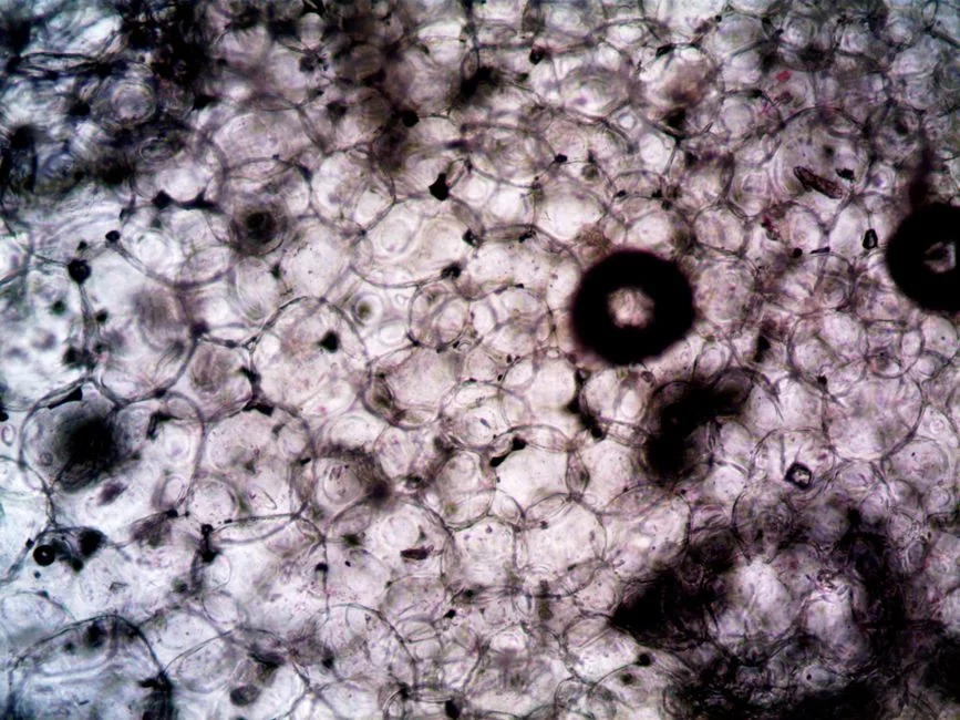 Regenerative medicine Tokyo: stem cell vs exosome — Expected Results and Realistic Timeline Regenerative medicine Tokyo: stem cell vs exosome — Expected Results and Realistic Timeline
