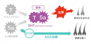 DHTを増やす酵素を抑制し発生を抑える